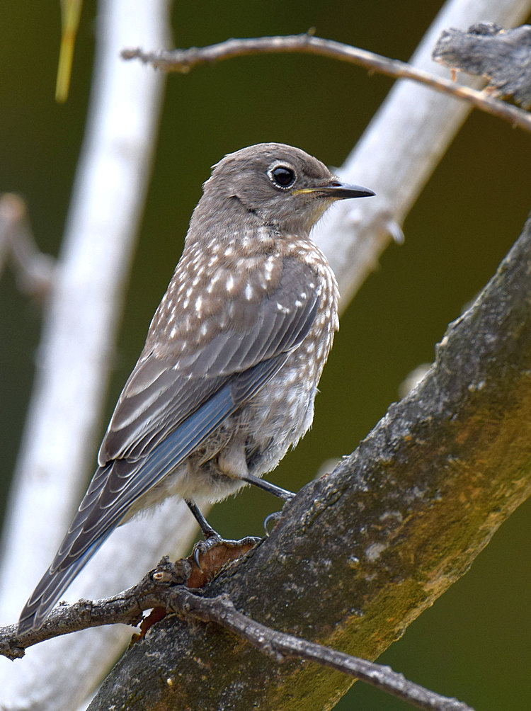Bluebird.jpg