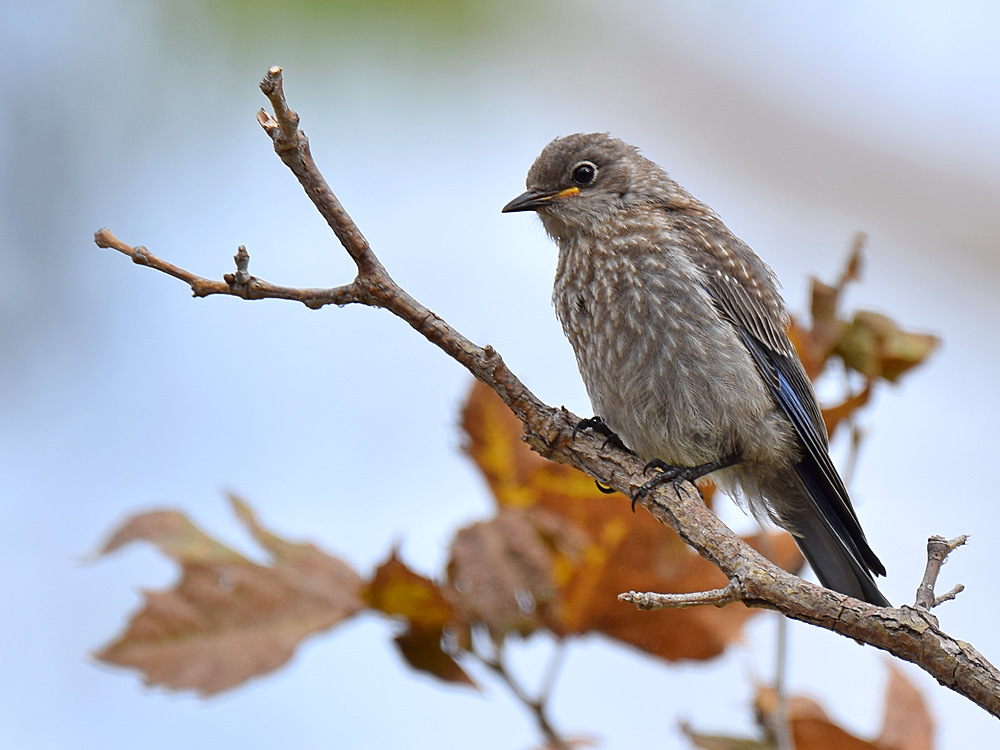 Bluebird.jpg