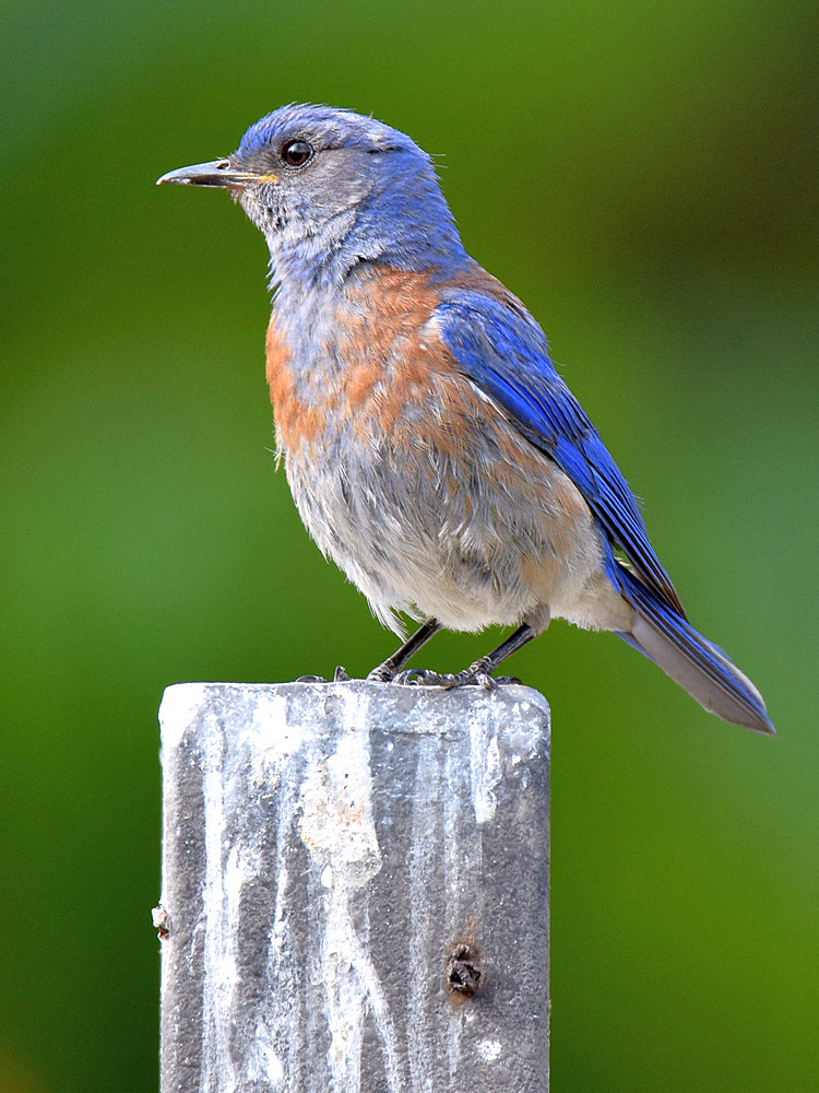 Bluebird.jpg