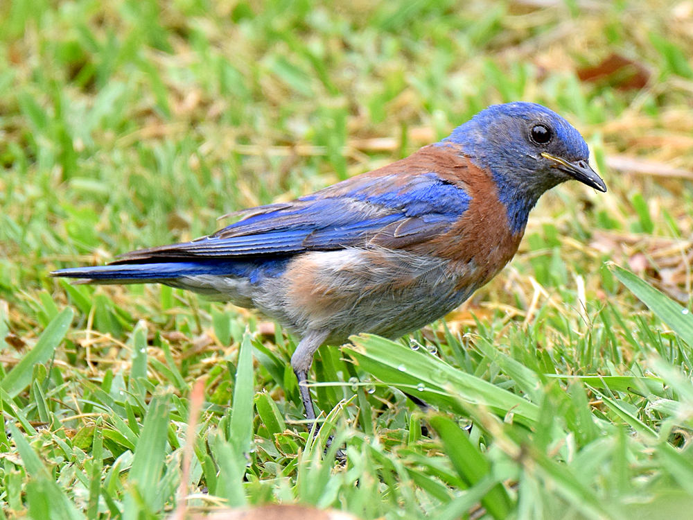 Bluebird.jpg