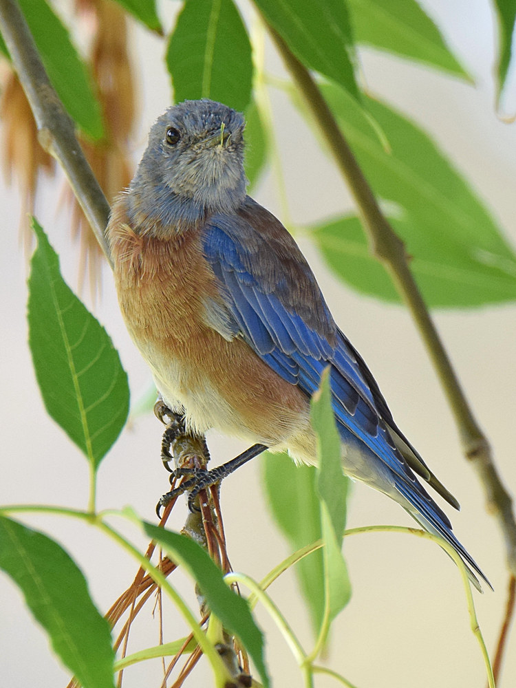 Bluebird.jpg