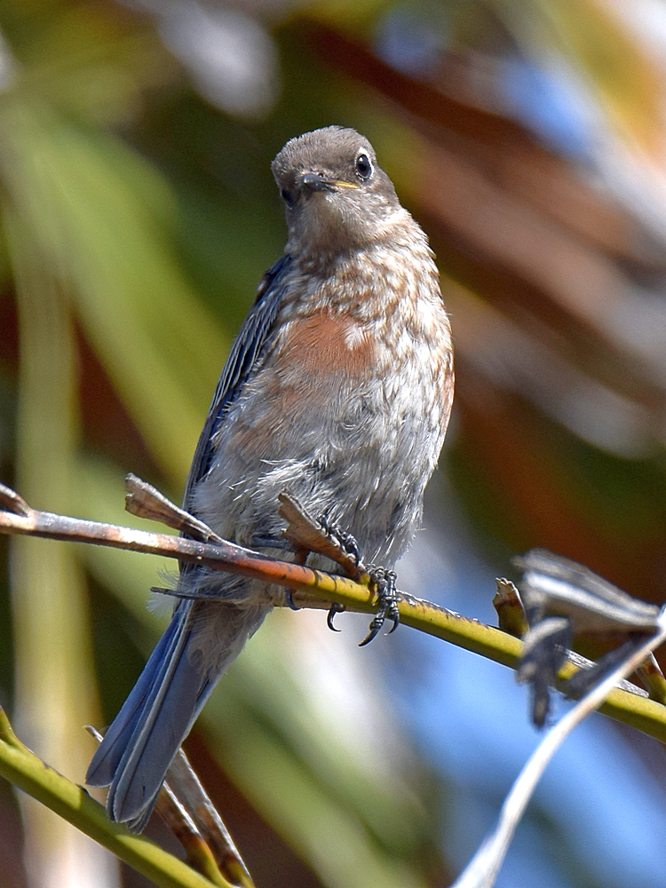 Bluebird.jpg