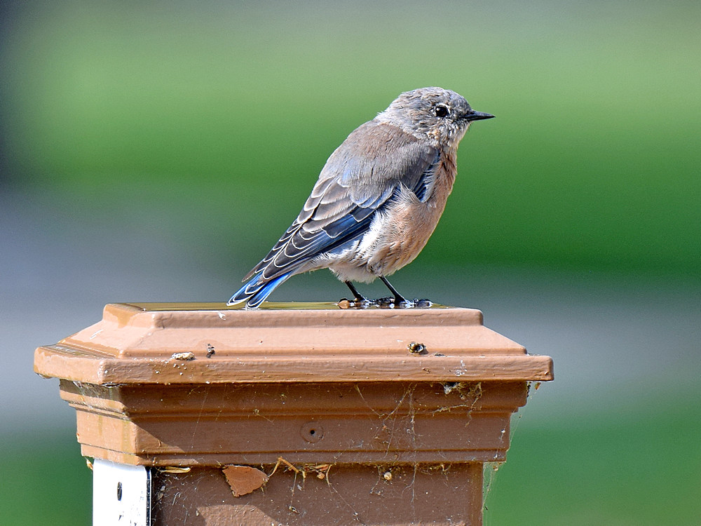 BlueBird.jpg