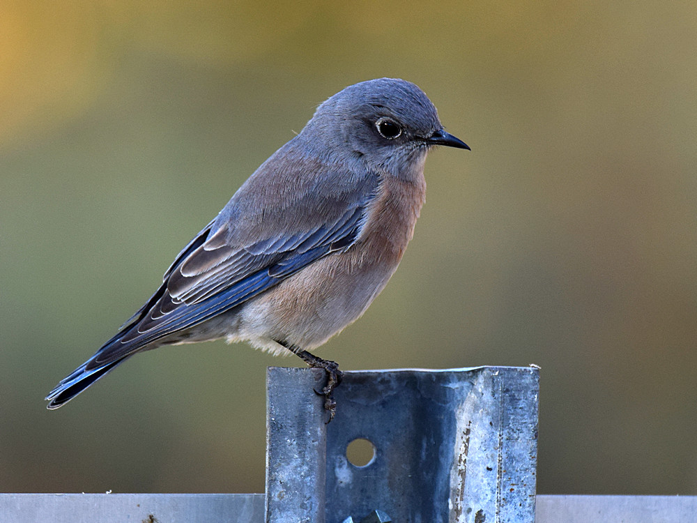Bluebird.jpg