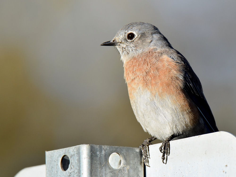 BlueBird.jpg