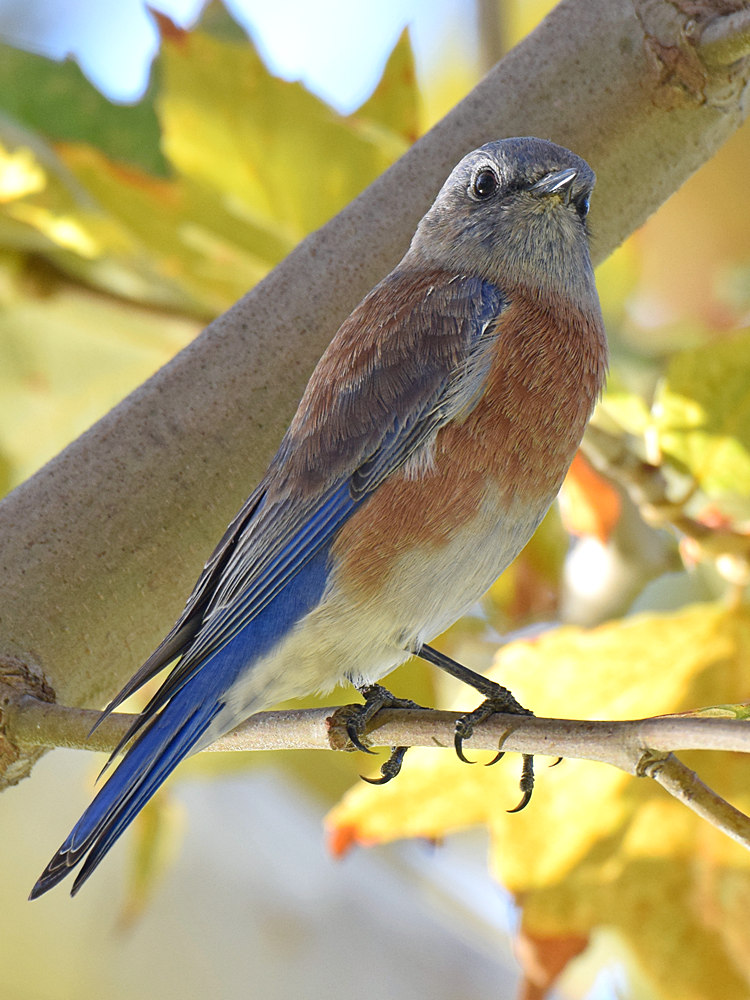 BlueBird.jpg