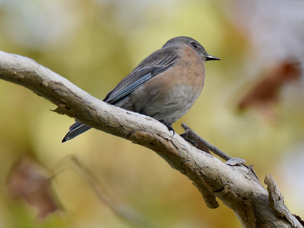 Bluebird.jpg