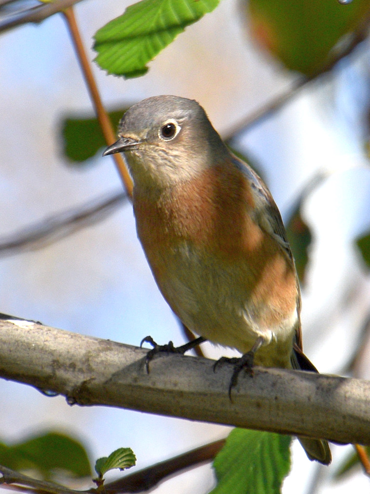 BlueBird.jpg