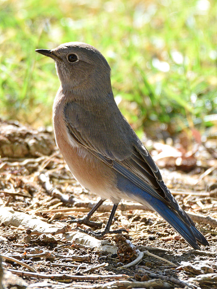 Bluebird.jpg
