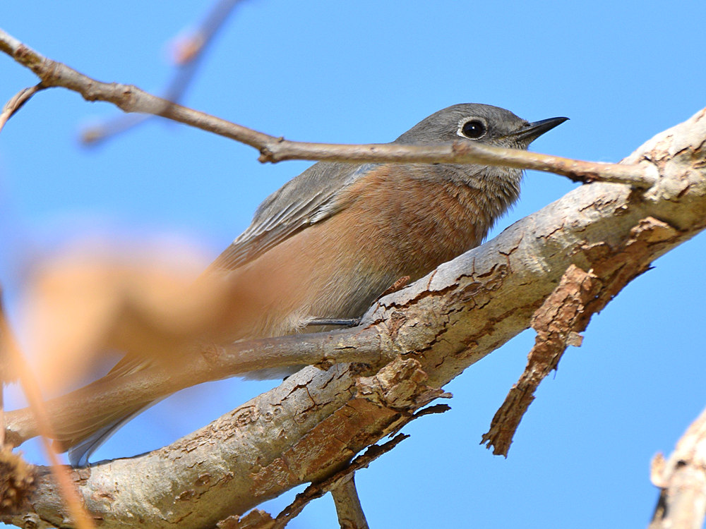 Bluebird.jpg