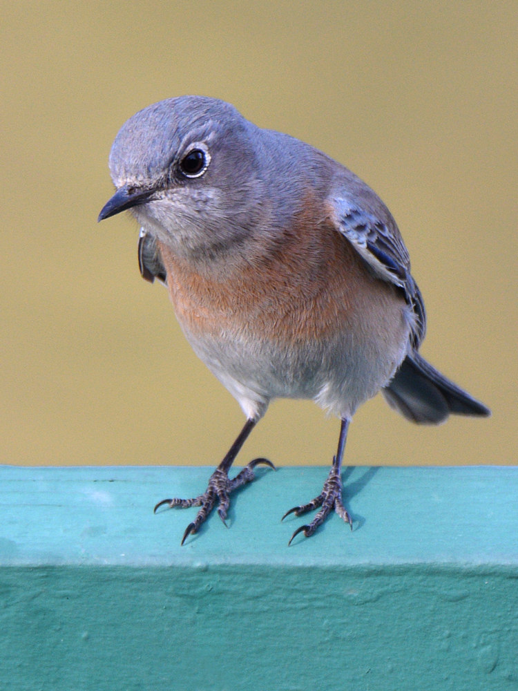 Bluebird.jpg