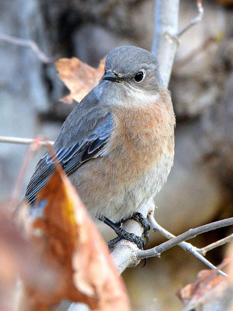 Bluebird.jpg