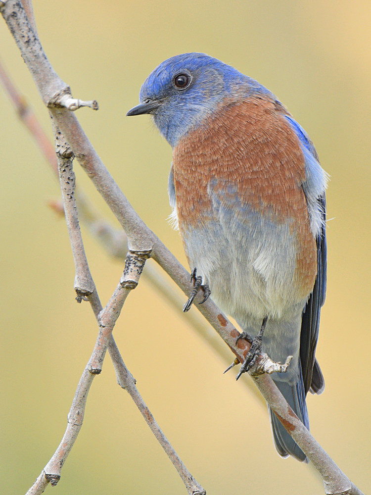 Bluebird.jpg