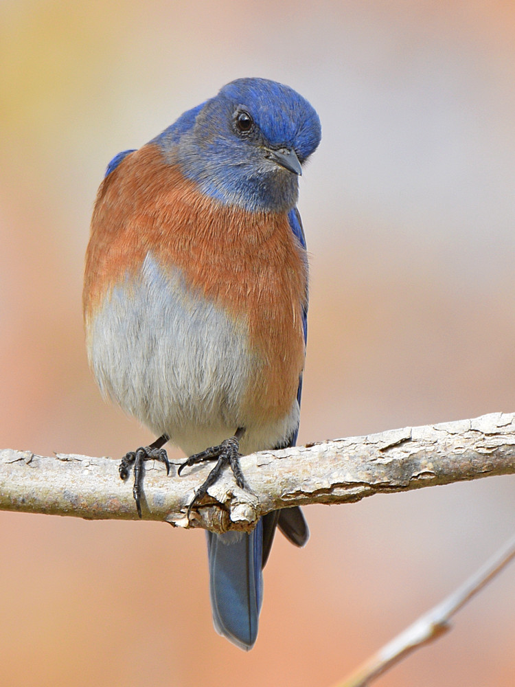 Bluebird.jpg