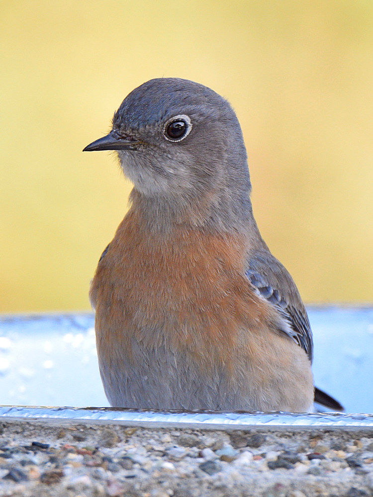 Bluebird.jpg