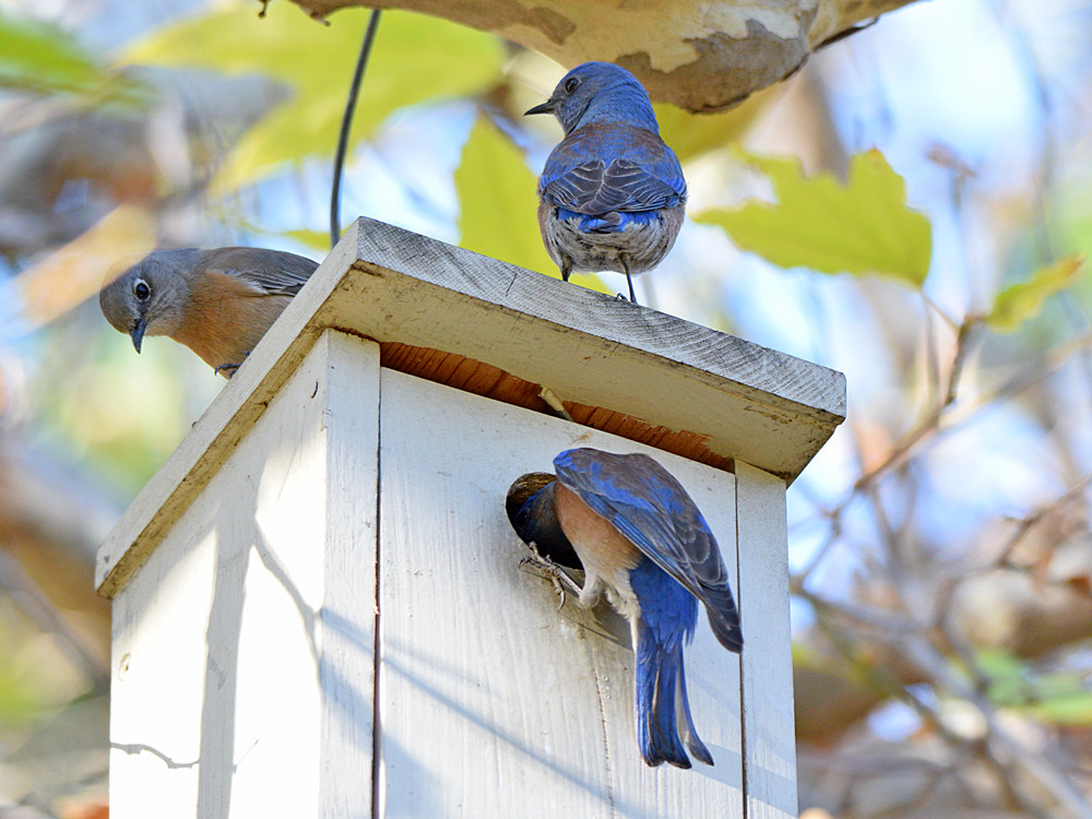 Bluebird.jpg