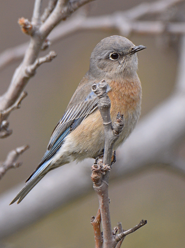 Bluebird.jpg