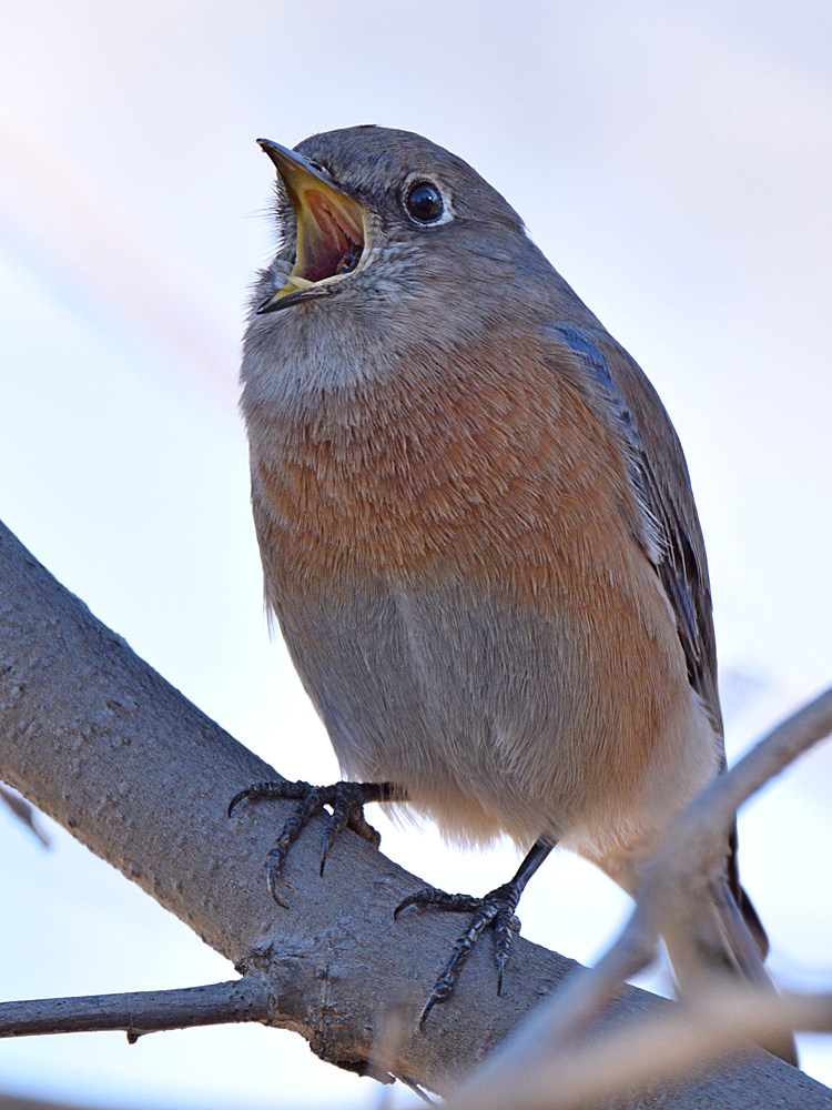 Bluebird.jpg