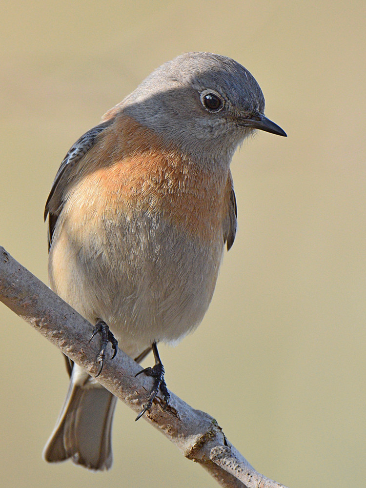Bluebird.jpg