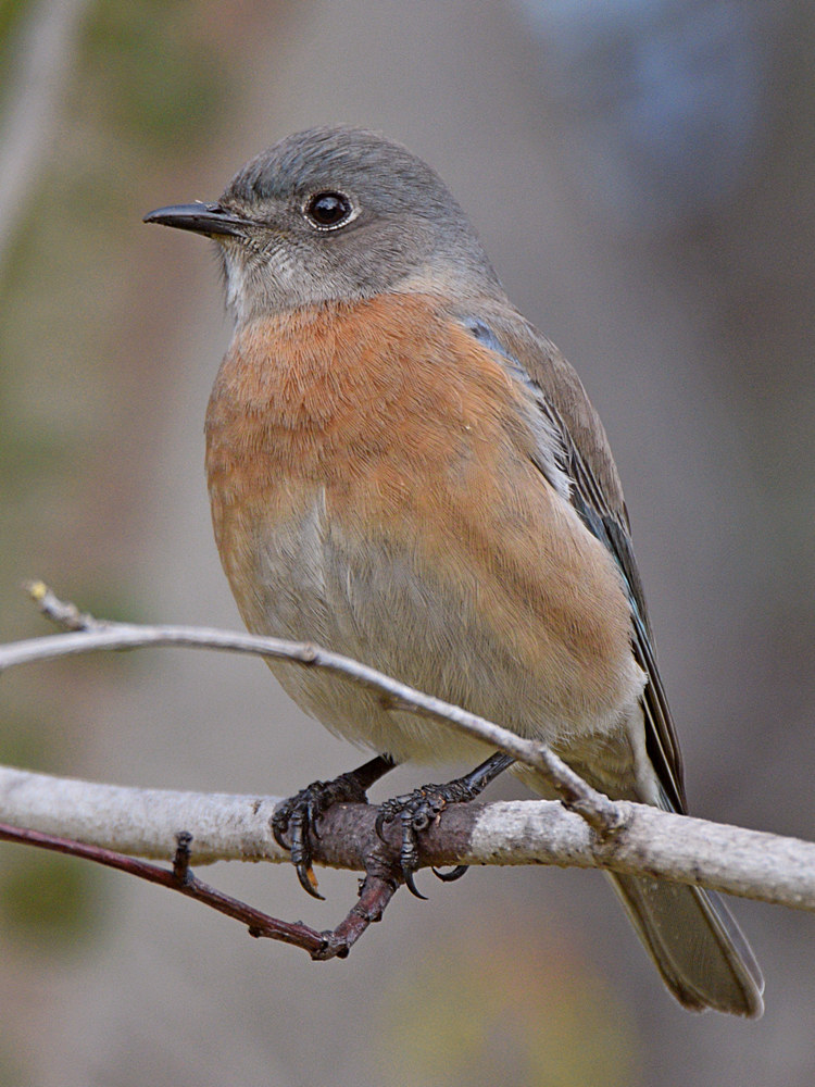 Bluebird.jpg