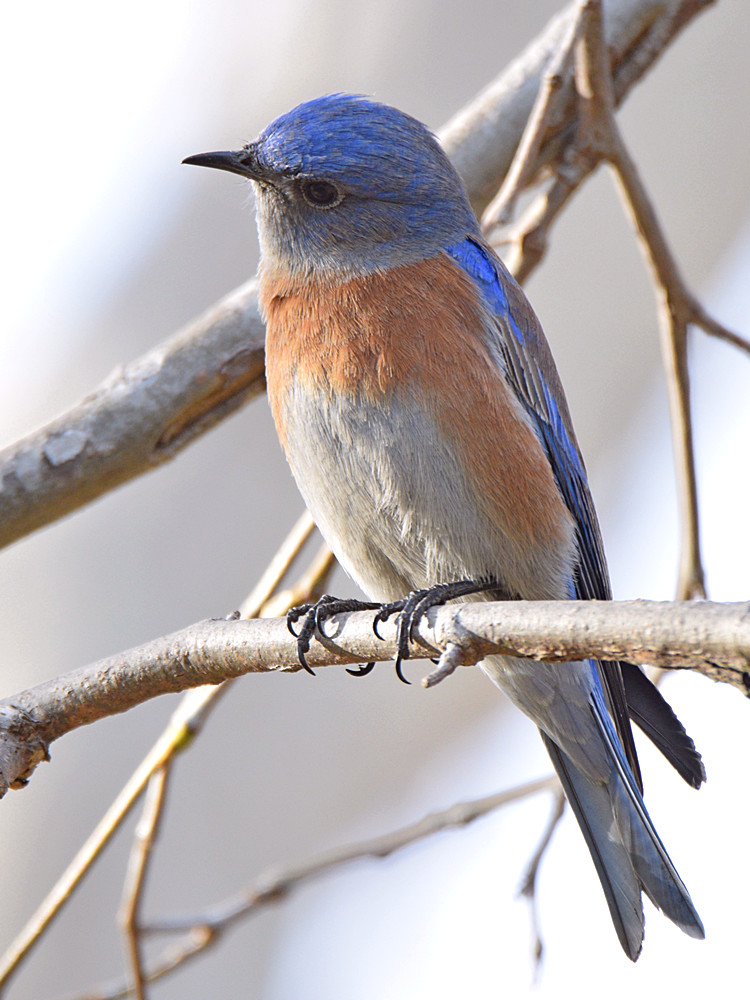 Bluebird.jpg