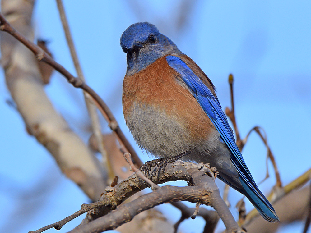 Bluebird.jpg