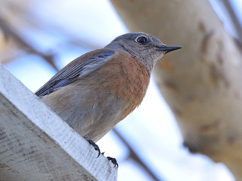 Bluebird.jpg