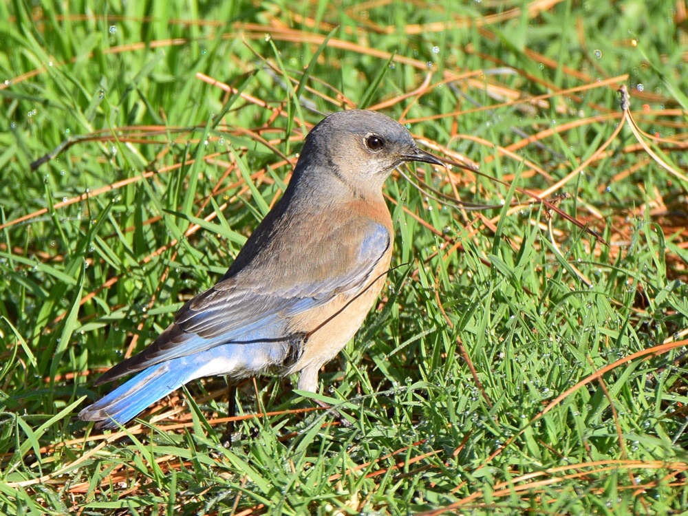 Bluebird.jpg