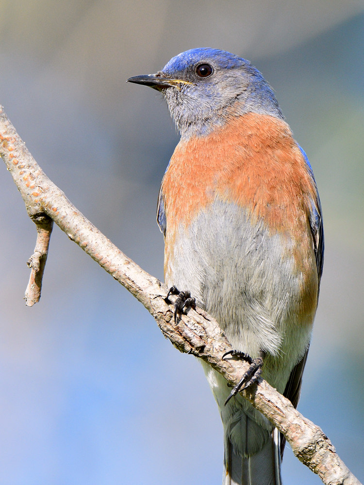 Bluebird.jpg