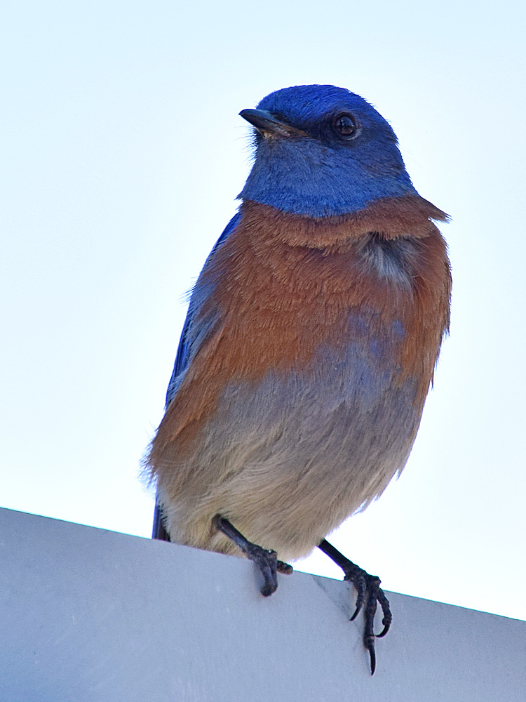 Bluebird.jpg