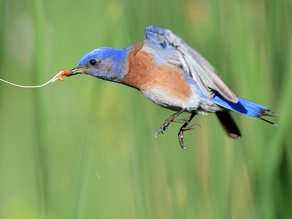 Bluebird.jpg