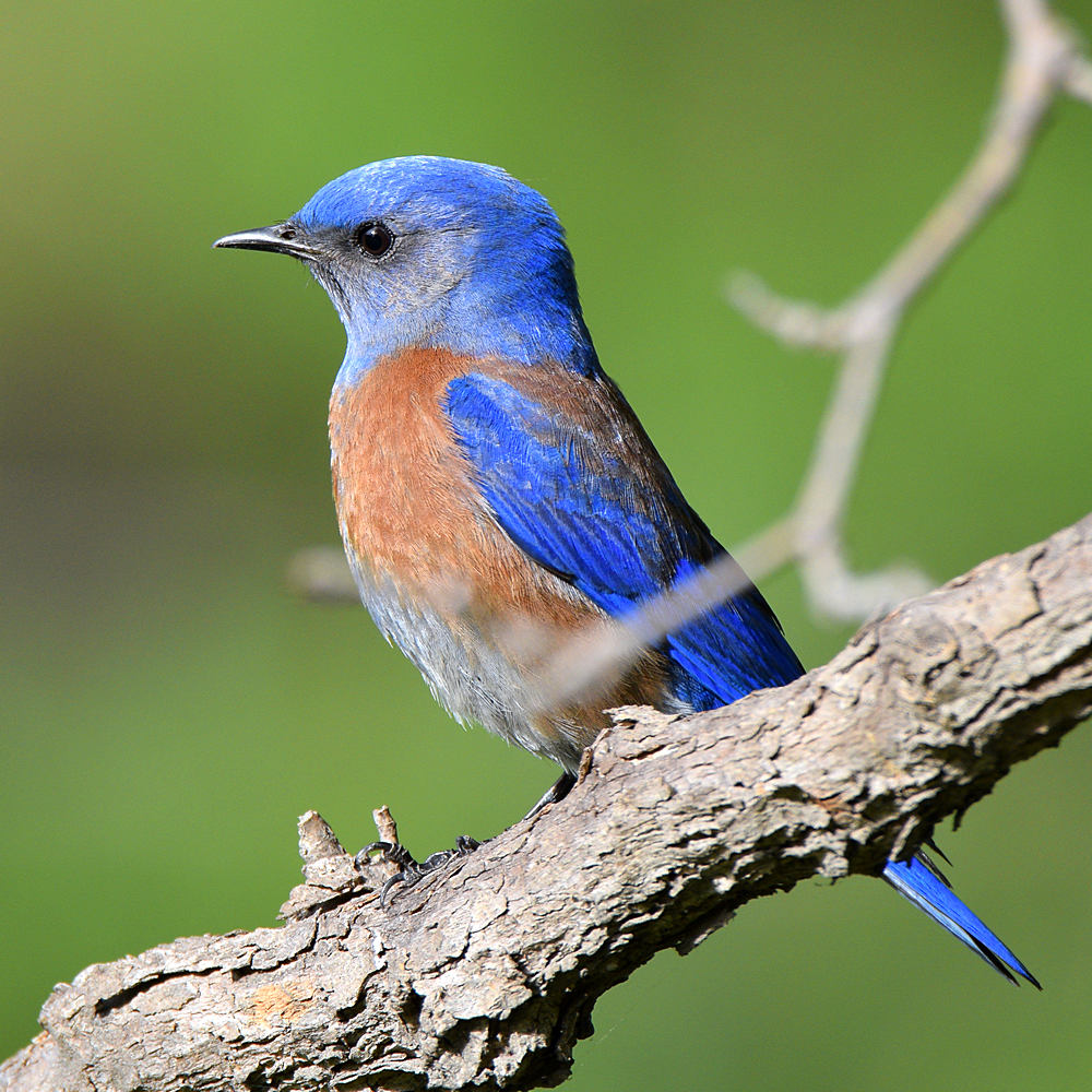 Bluebird.jpg