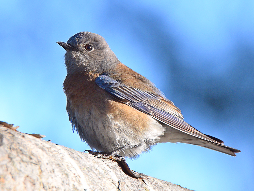 Bluebird.jpg