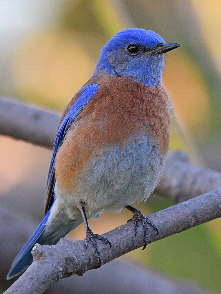 Bluebird.jpg