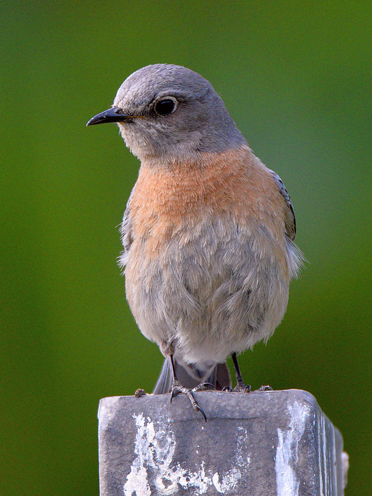 BlueBird.jpg