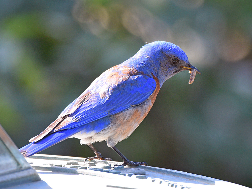 Bluebird.jpg
