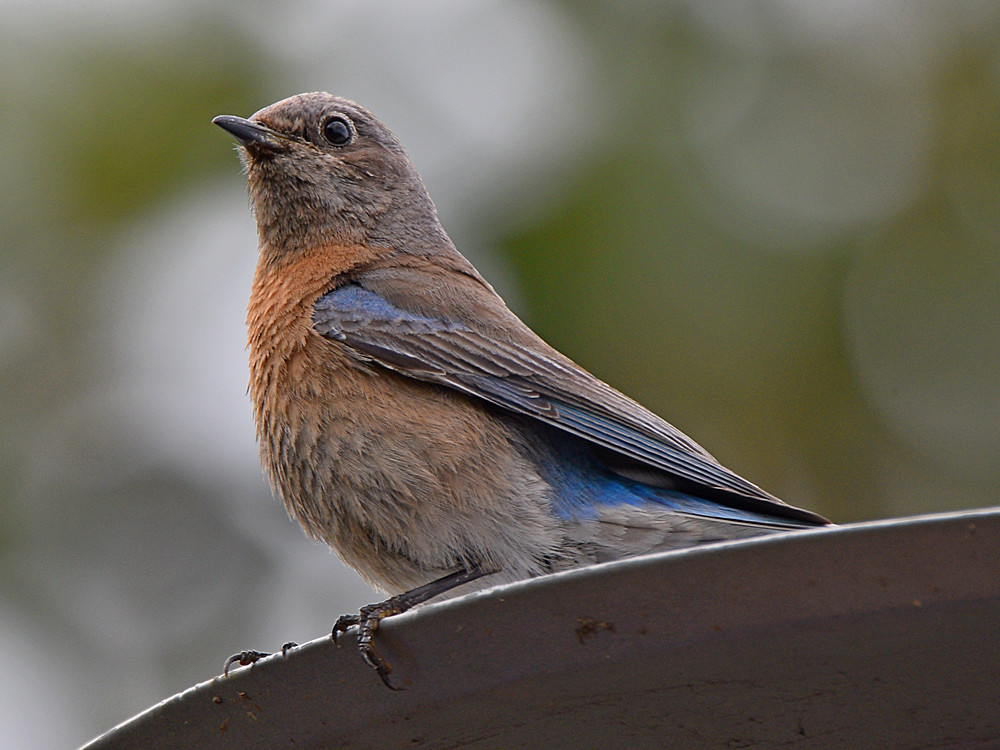 Bluebird.jpg