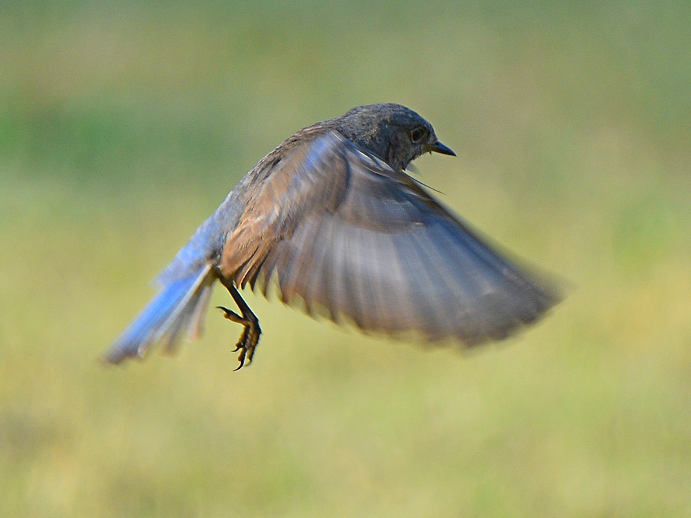 Bluebird.jpg