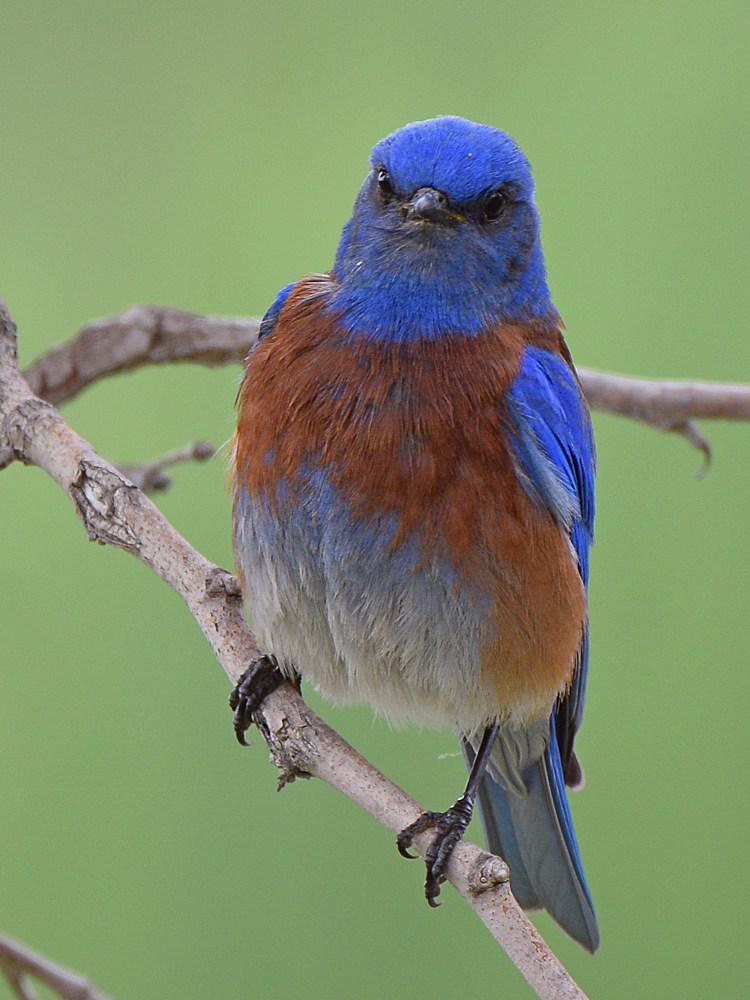 Bluebird.jpg