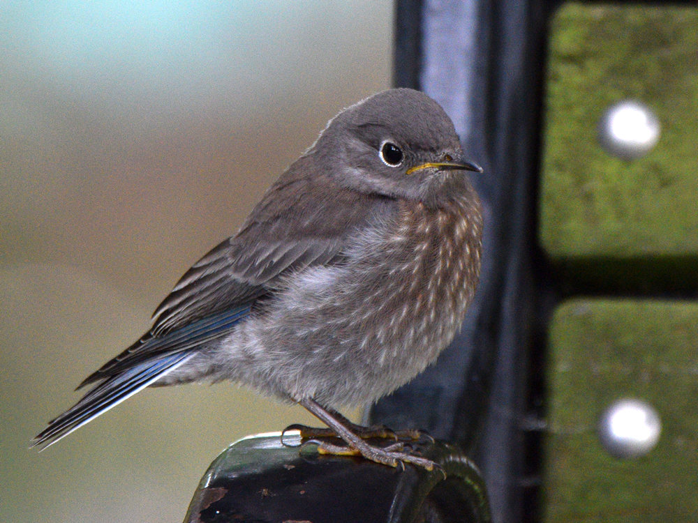 Bluebird.jpg