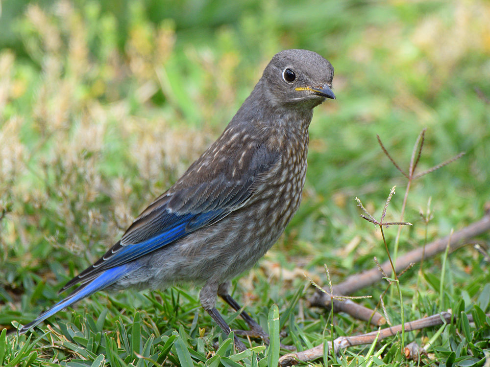 Bluebird.jpg