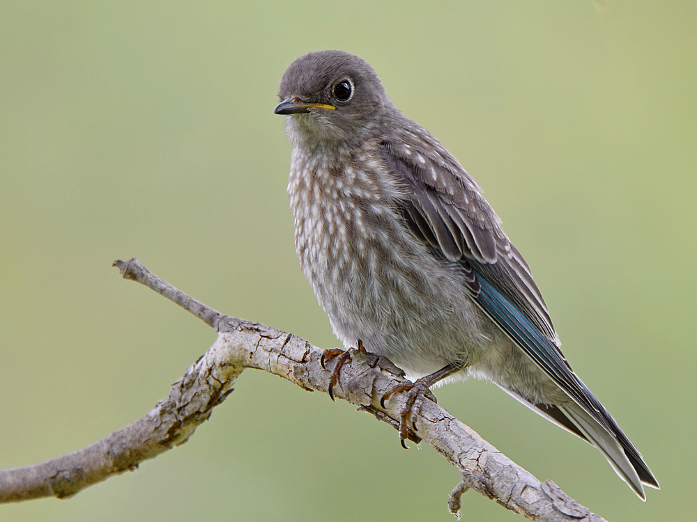 Bluebird.jpg