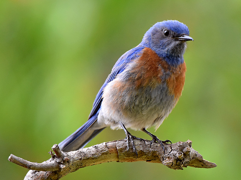 Bluebird.jpg