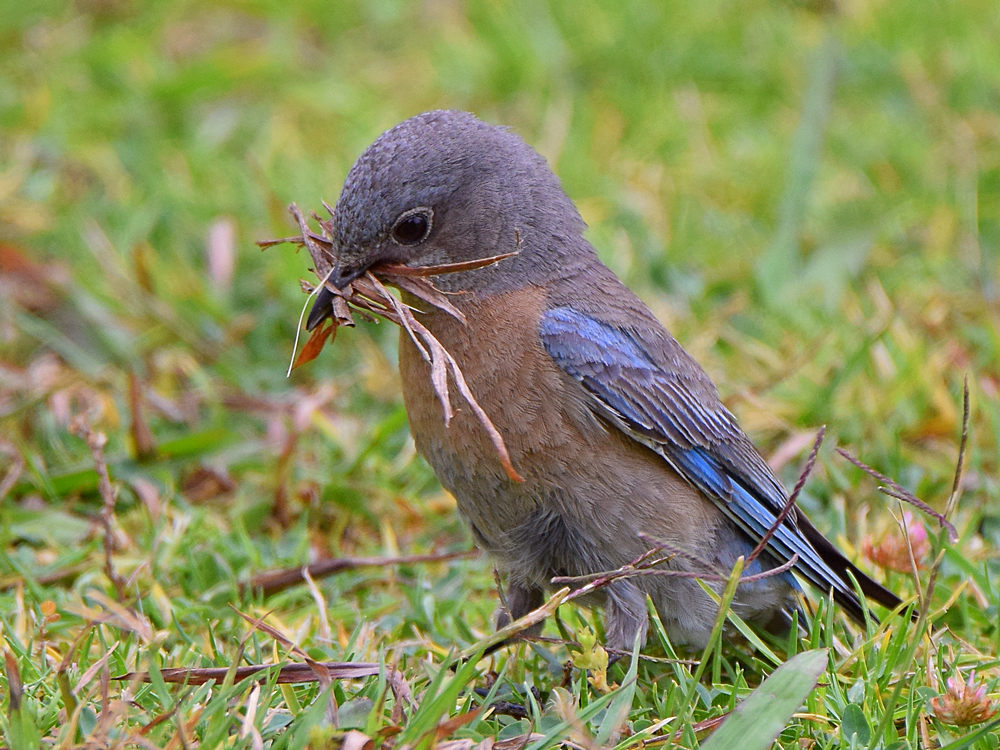 Bluebird.jpg