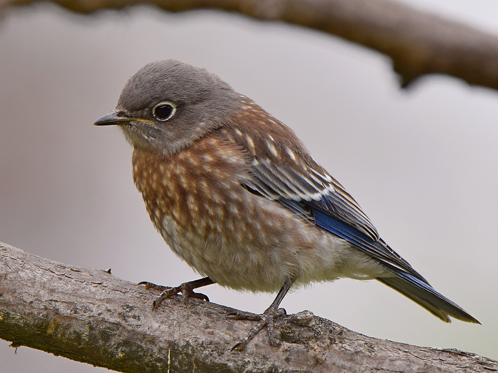 Bluebird.jpg