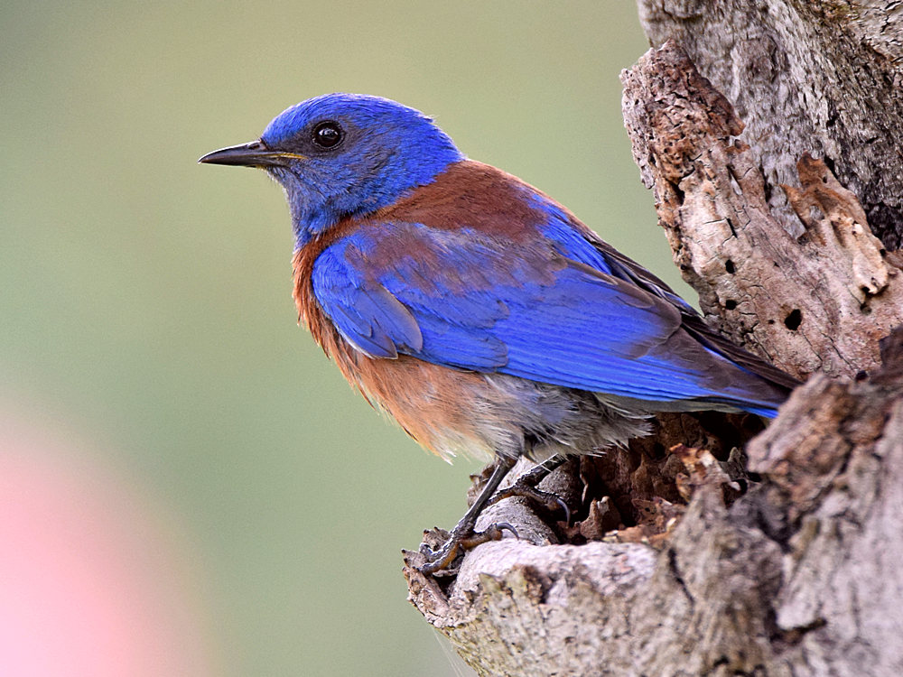 Bluebird.jpg