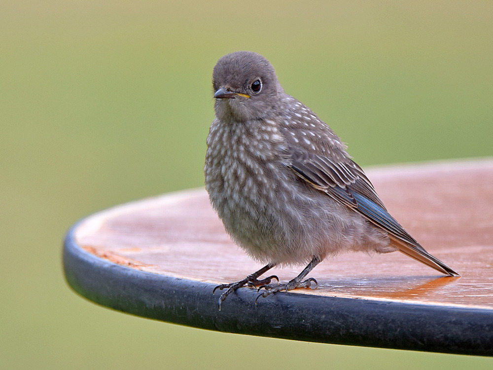 Bluebird.jpg