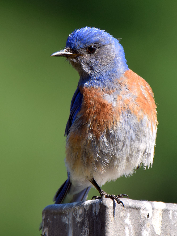 Bluebird.jpg