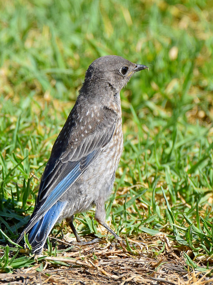 Bluebird.jpg