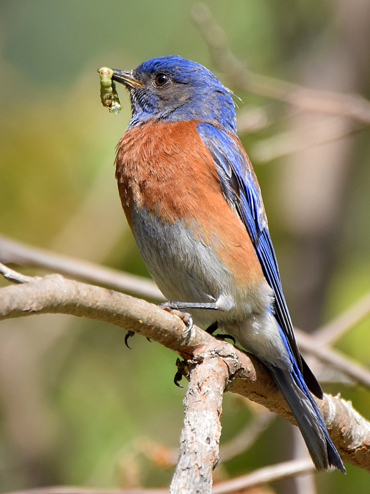 Bluebird.jpg